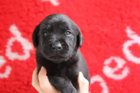Labrador Retriever  Chiot N°3 Brush Master