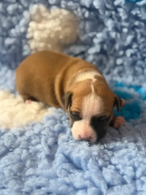 American Staffordshire Terrier  Bulma Des Fauves Du P e5d2a photo 2