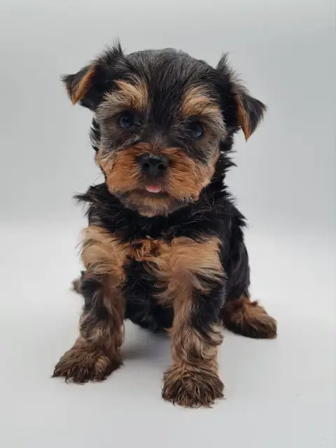 Yorkshire Terrier  Balto Du Mont De La Chenaie photo 2