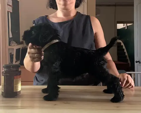 Schnauzer Miniature  Chiot 5 De Tierra Lemi