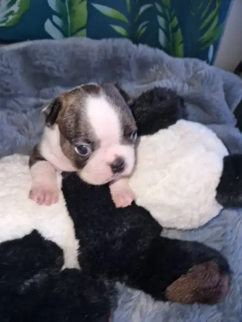 Boston Terrier  Bernie La Patouille Des Forges