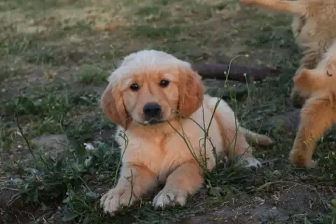Golden Retriever  Vert