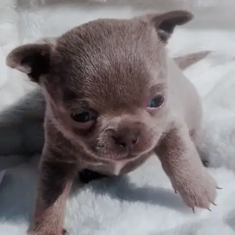 Chihuahua Lof À Réserver