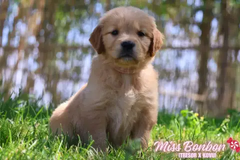 Golden Retriever  Miss Bonbon De La Vallée Des Golden 565d6 photo 2