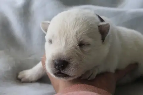 Berger Blanc Suisse  Collier Violet Legends Of Marwar fe82f