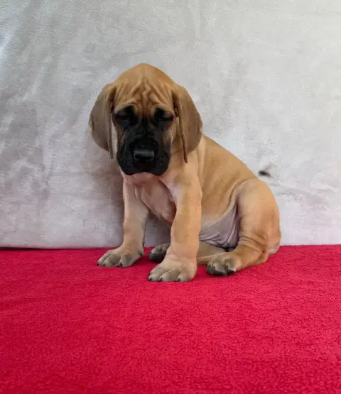 Dogue Allemand  Belladonna Du Torrent Royal