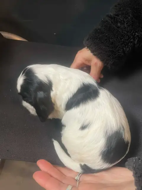 Cocker Spaniel Anglais  Chiot N°4 Des Joyaux Du Petit 0c4cf photo 3