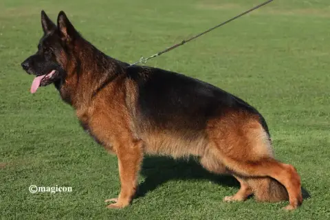 Berger Allemand  Poil Long Des Trois Lieux photo 2
