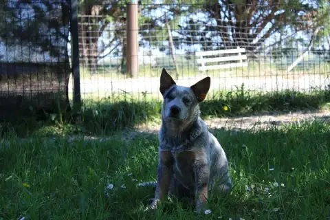 Bouvier Australien  Angel Ddk'S Tribute