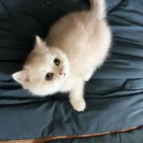 Adopter Chatons British Shorthair Loof