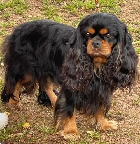 Cavalier King Charles Spaniel  Chiot 2 Du Puits Des S 3b8d3 photo 3