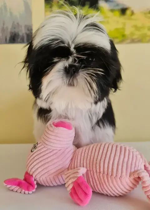 Shih Tzu  Arizona From Mellandco