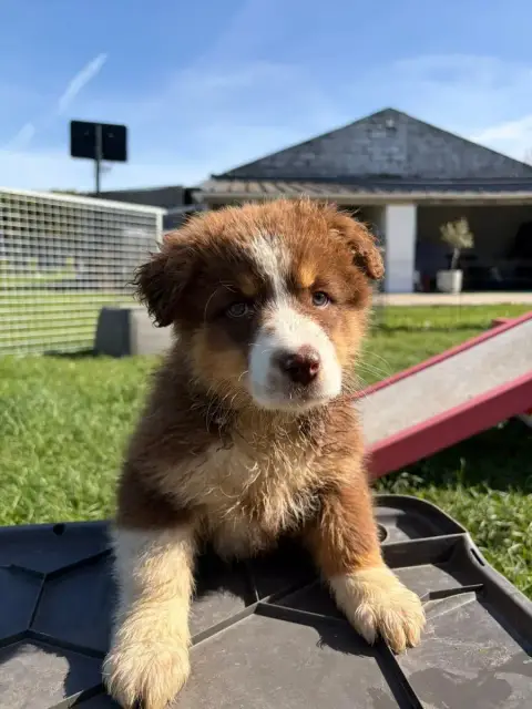 Berger Australien  Chiot N°2 Des Gardiens D'Athéna