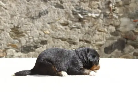 Bouvier Bernois  Chiot 4 De La Vallée De L'Hyrome photo 3
