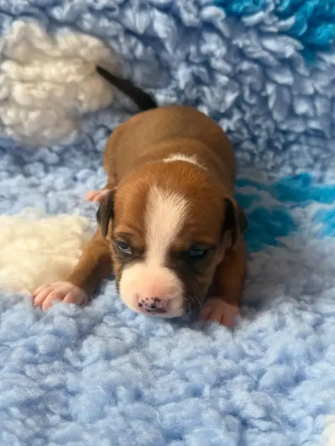American Staffordshire Terrier  Bloom Des Fauves Du P e7cdf photo 2