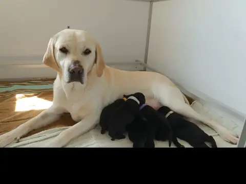 Labrador Retriever  Chiot N°4 De Javelot Des Granges 7857d photo 2