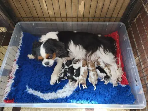 Cavalier King Charles Spaniel  Chiot N°2 Des Princes  e6feb