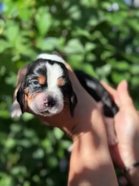 Basset Hound  Baron Collier Vert Tricolore Du Berceau f6774