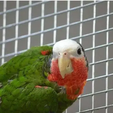 Amazone De Cuba