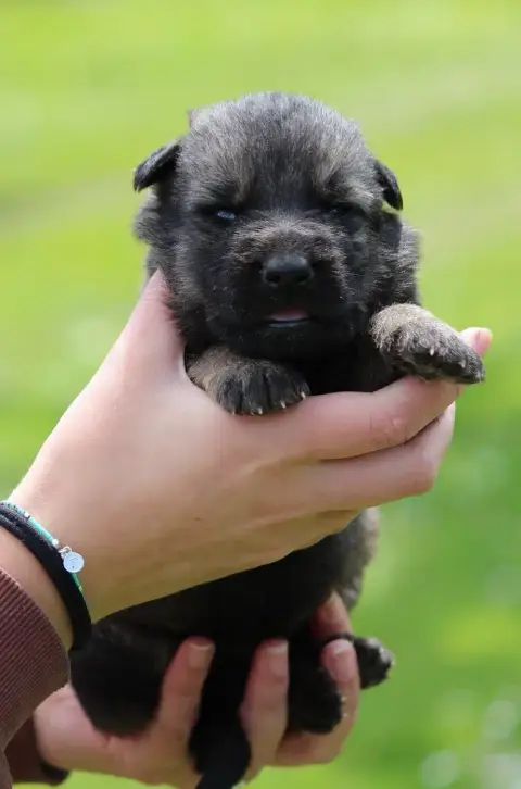 Berger Allemand  Chiot 6 Des Crocs De Heurtevent