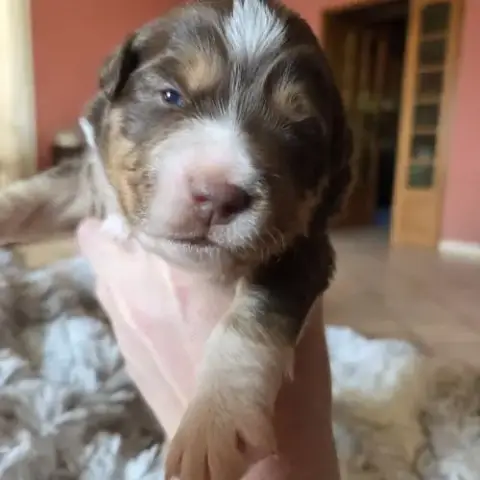 Chiot Berger Américain  A Réserver Lof