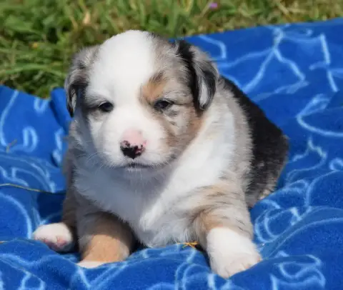 Berger Américain Miniature  Chiot N°3