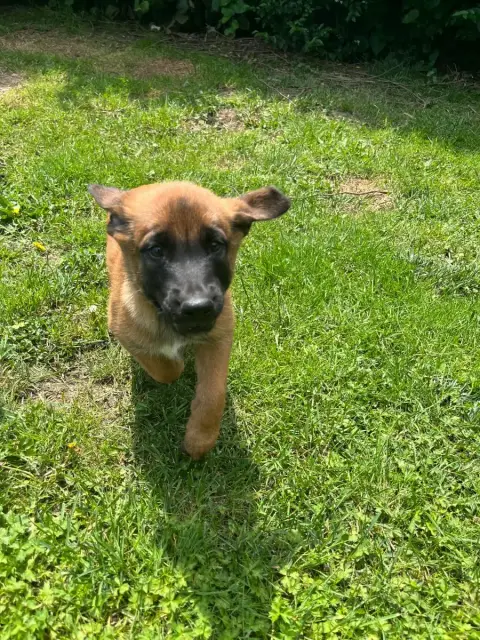 Berger Belge  Chiot N°1 Du Domaine Des Salysa photo 2