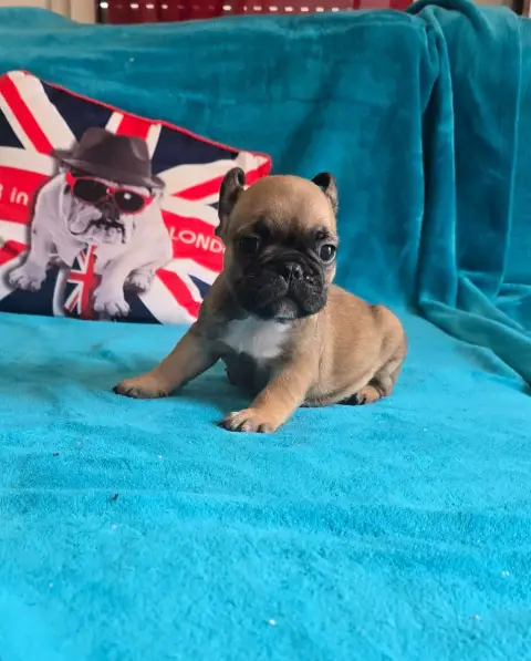 Bouledogue Français  Billy De Beauregard
