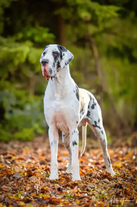 Dogue Allemand  Baghera Du Clos Du Bonheur photo 3