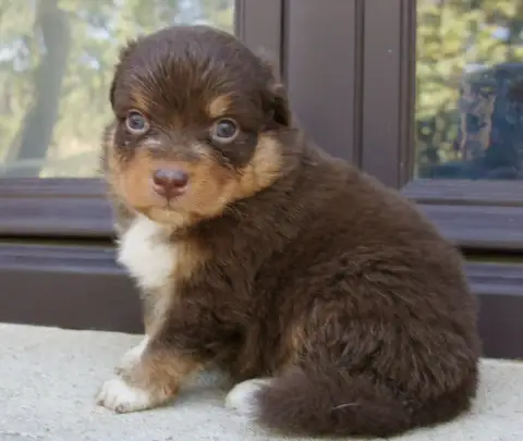 Berger Australien  Chiot N°5 Des Assards De Pierregou fcf16