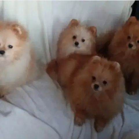 Magnifiques Spitz Pomeranians Mâles Et Femelles