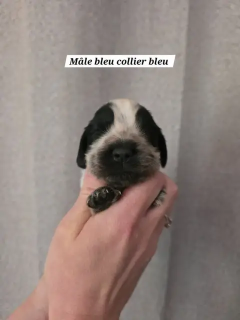 Cocker Spaniel Anglais  Collier Bleu Du Domaine De L' 22827