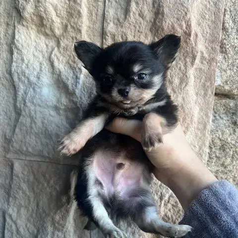 Chihuahua À Poil Long