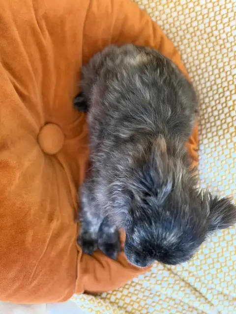 Chihuahua  Héros Mushu Des Minis Bombes
