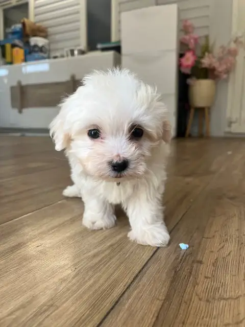 Coton De Tulear 
                        Blue Des Mir fcb92 photo 2