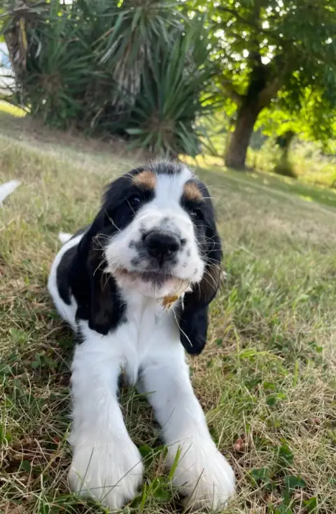 Cocker Spaniel Anglais  Betty Boop Des Joyaux Du Peti a3de1 photo 3