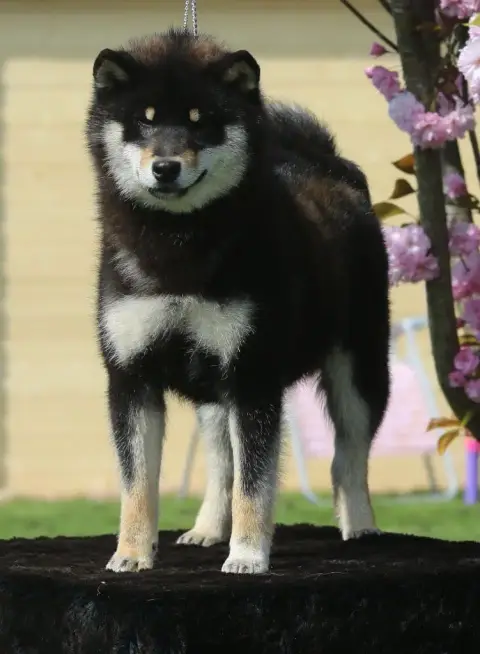 Shiba  Jaune Au Domaine D’Osaki photo 3