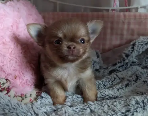 Chihuahua  Chiot 3 Des Petites Brindilles