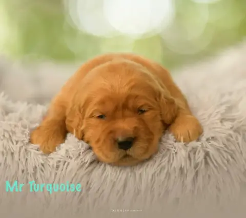 Adopter Golden Retriever 
                        Monsieur Tu beb10