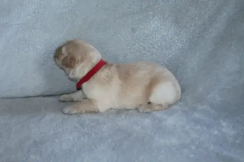 Golden Retriever photo 2