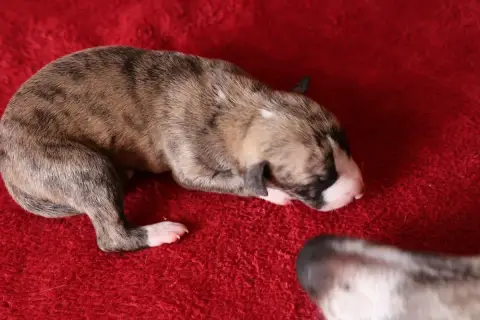 Whippet  Chiot N°4 Dear Sweety photo 2