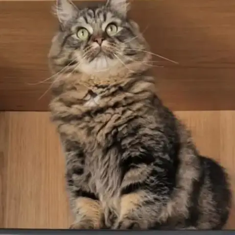 Male Siberien Adulte