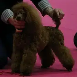 Caniche  Chiot Nain photo 3