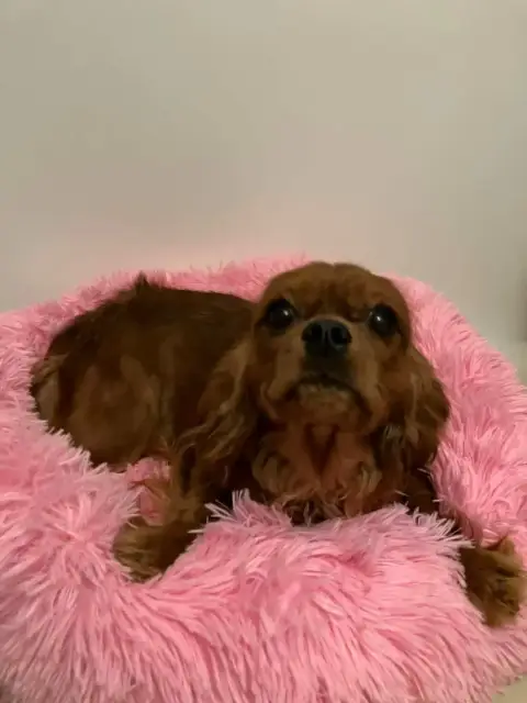Cavalier King Charles Spaniel  Athena Du Mont D'Amour 39b1c photo 2