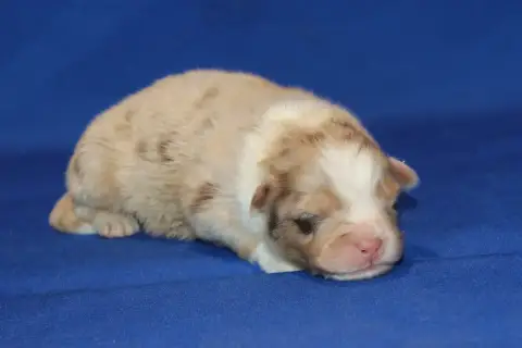 Berger Australien  Chiot N°2 Du Domaine De La Canurie 4a8fe