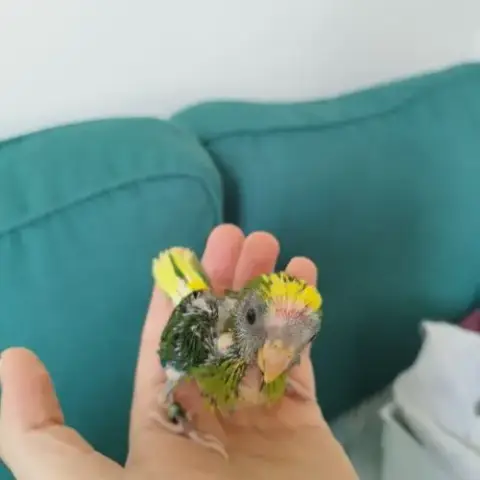 Kakariki