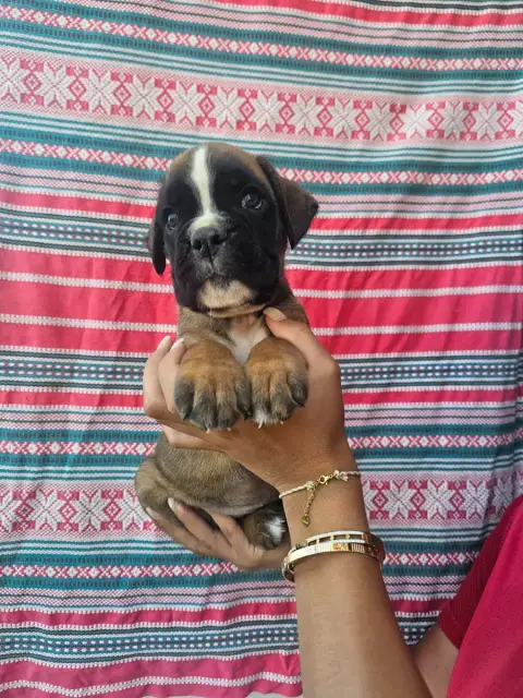Boxer  Chiot N°7 Du Soleil De L'Aurion photo 2