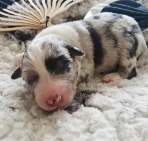 Berger Australien  Chiot 8 Des Regards Brulants photo 2