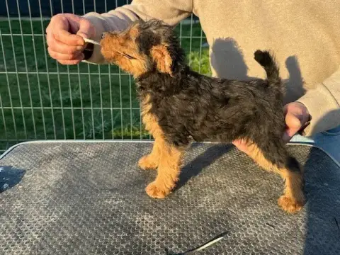 Welsh Terrier  Artémis Des Petites Fagnes photo 2