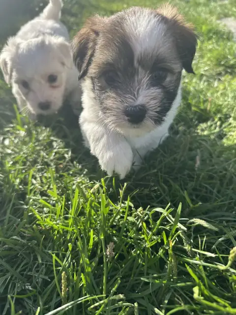 Coton De Tulear  Brindille Des Filles De L'Etang